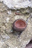 Galiella rufa image