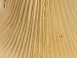 Lentinus scleropus image