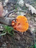 Pycnoporellus fulgens image
