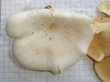 Lentinus scleropus image