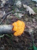 Pycnoporellus fulgens image