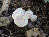 Gliophorus laetus f. pallidus image