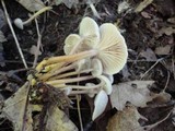Gliophorus laetus f. pallidus image