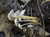 Gliophorus laetus f. pallidus image