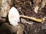 Gliophorus laetus f. pallidus image