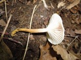 Gliophorus laetus f. pallidus image