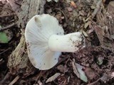 Russula densifolia image
