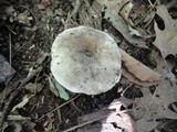 Russula densifolia image