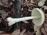 Amanita velatipes image