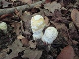 Amanita velatipes image