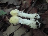 Amanita velatipes image