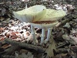 Amanita velatipes image