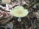 Amanita velatipes image