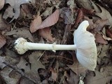 Amanita velatipes image
