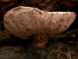 Tylopilus felleus image