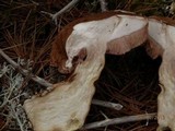 Tylopilus felleus image