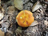 Russula aurea image