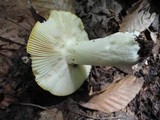 Russula aurea image