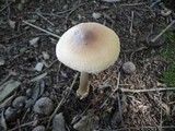 Amanita amerifulva image