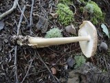 Amanita amerifulva image