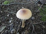 Amanita amerifulva image