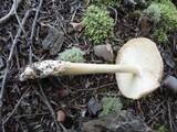 Amanita amerifulva image