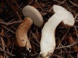 Tylopilus felleus image
