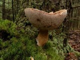 Tylopilus felleus image