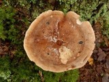 Tylopilus felleus image