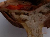 Tylopilus felleus image
