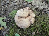 Sarcodon stereosarcinon image