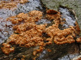Phlebia radiata image