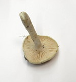 Hygrophorus bakerensis image