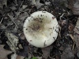 Russula variata image
