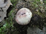Russula variata image