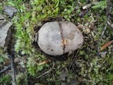 Russula variata image
