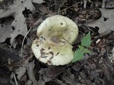 Russula variata image