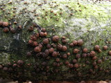 Hypoxylon fragiforme image