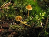 Galerina camarinoides image