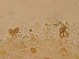 Galerina camarinoides image