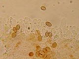 Galerina camarinoides image