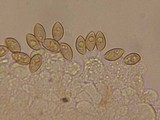 Galerina camarinoides image