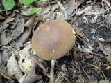 Boletus vermiculosus image