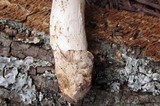 Amanita sect. Vaginatae image