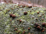 Hypoxylon fragiforme image