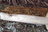 Amanita sect. Vaginatae image