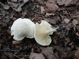 Clitopilus prunulus image