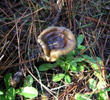Hygrophorus boyeri image