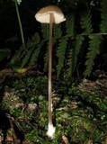 Entoloma conicum image