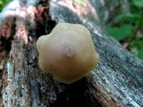 Entoloma conicum image